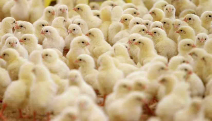 سعر الكتكوت الأبيض اليوم عمر يوم الاثنين 8 ديسمبر 2025 في الاسواق