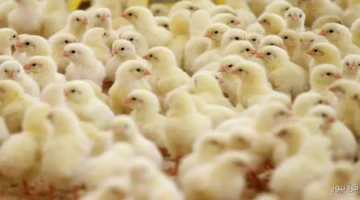 سعر الكتكوت الابيض اليوم عمر يوم