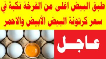 سعر طبق البيض اليوم 2