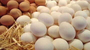 سعر طبق البيض اليوم 4