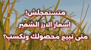 سعر طن الأرز الشعير اليوم 7