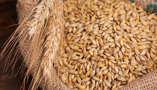 “تقل جيبك ياتاجر” سعر طن الأرز الشعير اليوم الثلاثاء 30 ديسمبر 2025 في الاسواق