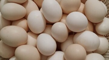 سعر كرتونة البيض اليوم