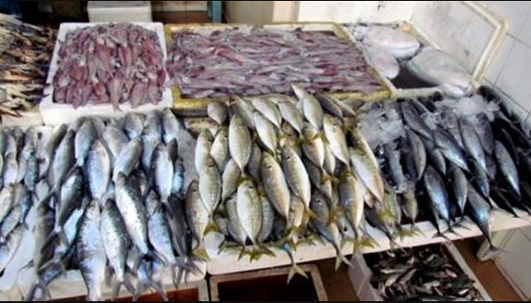 اسعار السمك اليوم .. البطلي والبوري والماكريل في السوق المصري