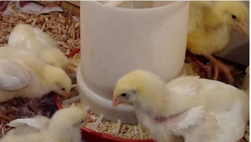 ’’لو نـاوي تربي’’ سعر الكتكوت الأبيض اليوم عمر يوم في أشهر 10 شركات مصرية