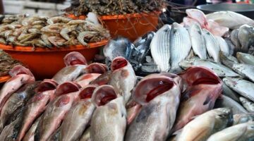 أسعار السمك اليوم