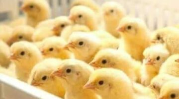 اسعار الكتاكيت اليوم 1