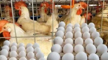 مصر تنتج 16 مليار بيضة في 2025