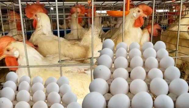 مصر تنتج 16 مليار بيضة في 2025