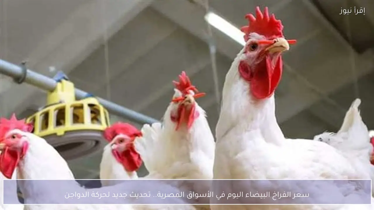 سعر الفراخ البيضاء اليوم في الأسواق المصرية.. تحديث جديد لحركة الدواجن