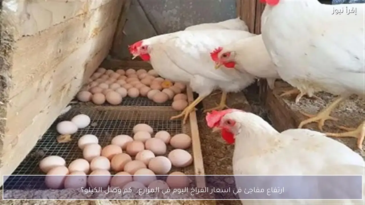 ارتفاع مفاجئ في اسعار الفراخ اليوم في المزارع.. كم وصل الكيلو؟