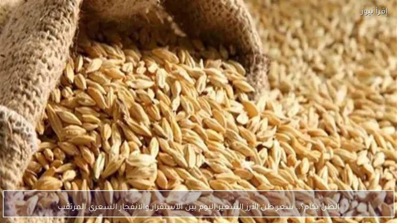 سعر طن الأرز الشعير اليوم بين الاستقرار والانفجار السعري المرتقب