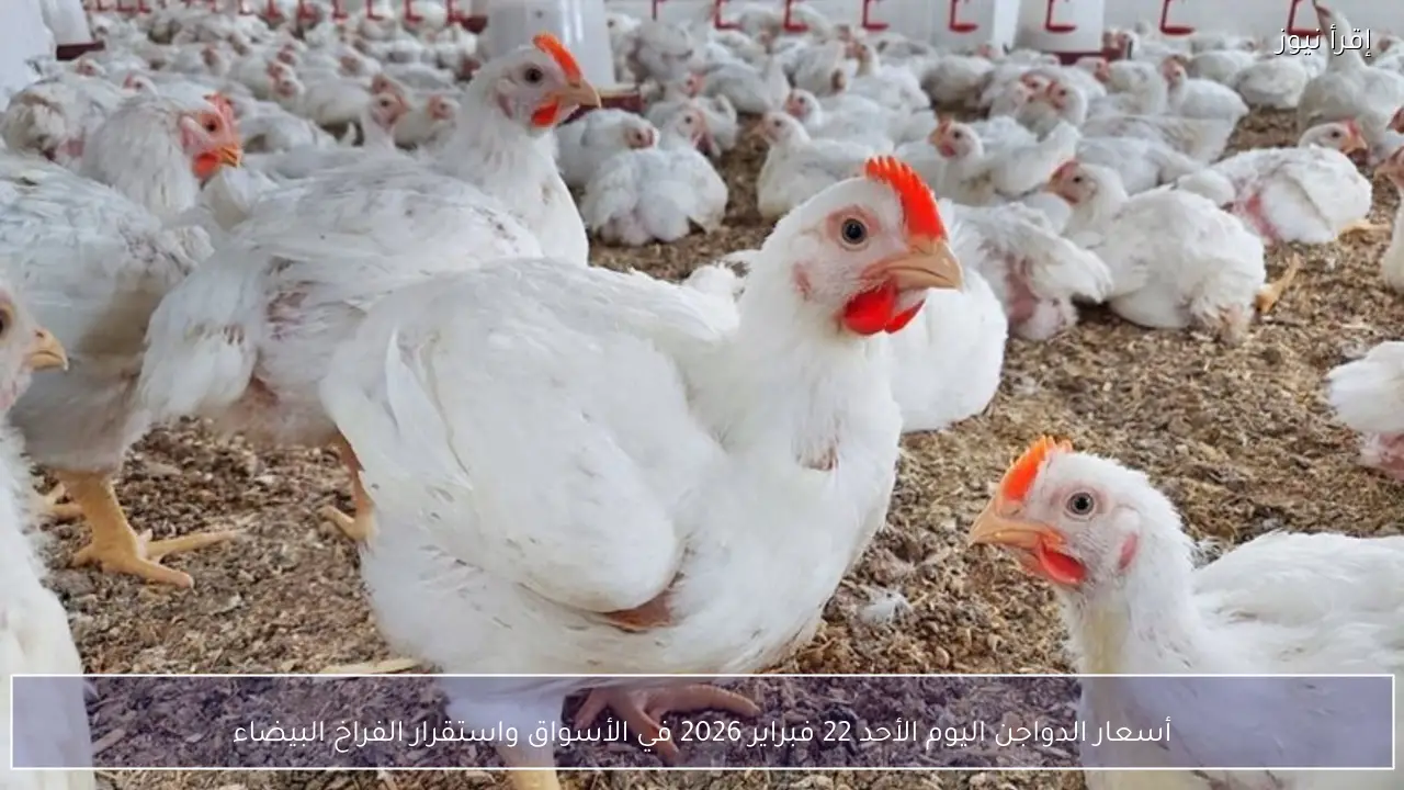 أسعار الدواجن اليوم الأحد 22 فبراير 2026 في الأسواق واستقرار الفراخ البيضاء