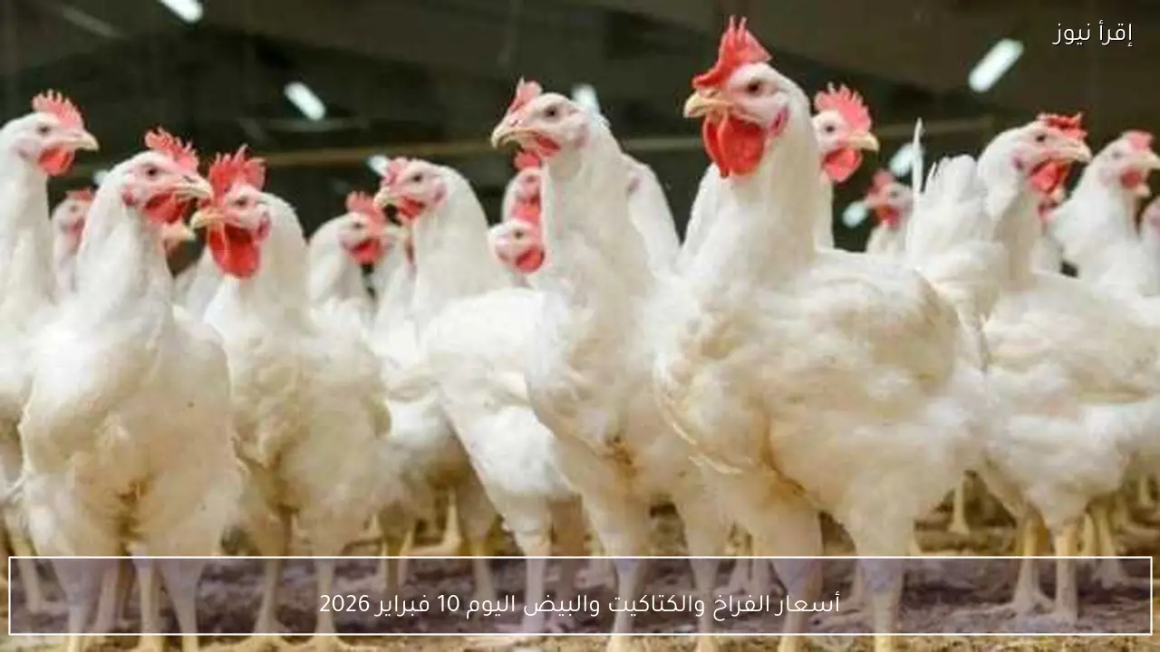 أسعار الفراخ والكتاكيت والبيض اليوم 10 فبراير 2026