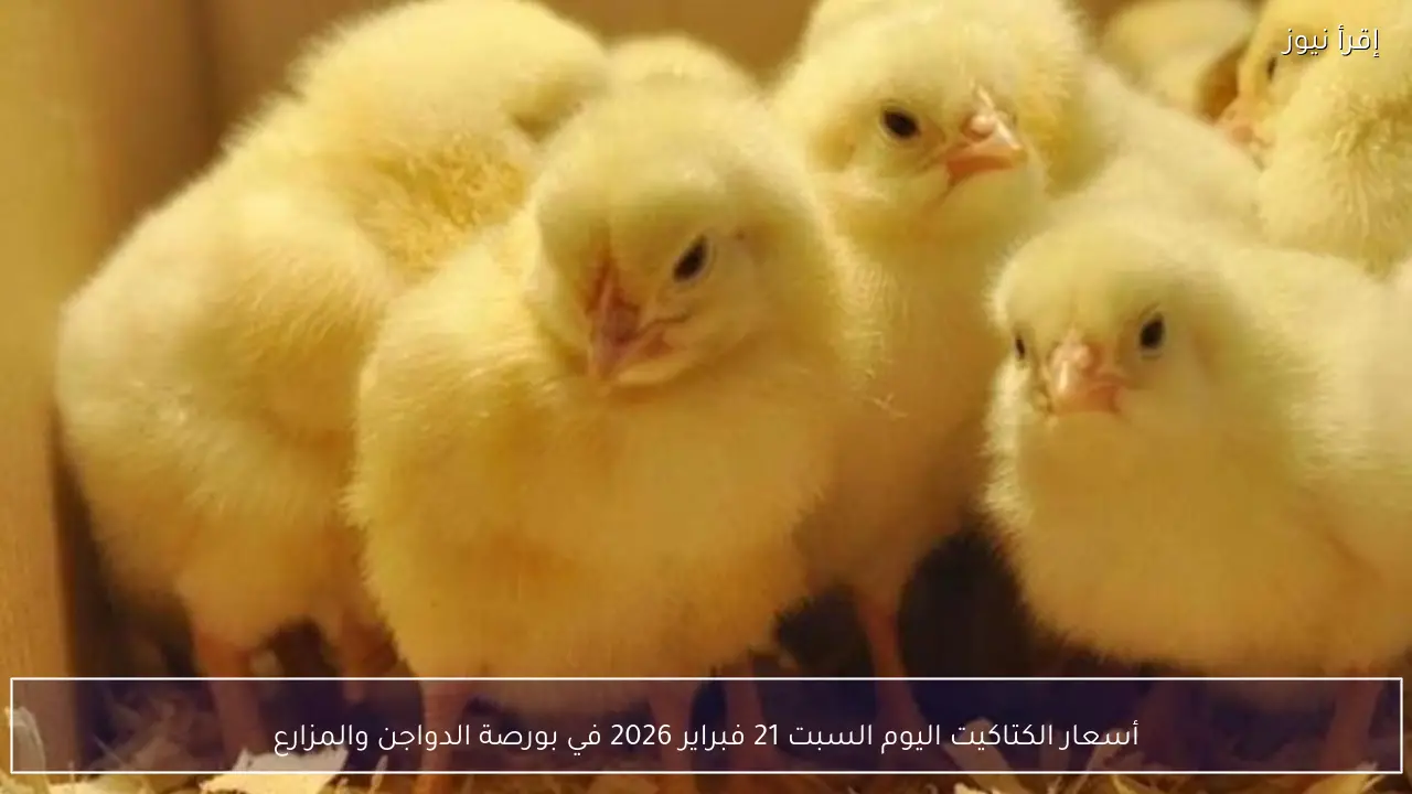 أسعار الكتاكيت اليوم السبت 21 فبراير 2026 في بورصة الدواجن والمزارع