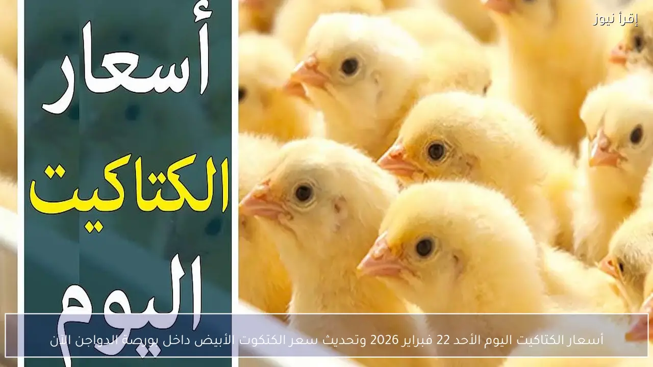 أسعار الكتاكيت اليوم الأحد 22 فبراير 2026 وتحديث سعر الكتكوت الأبيض داخل بورصة الدواجن الآن