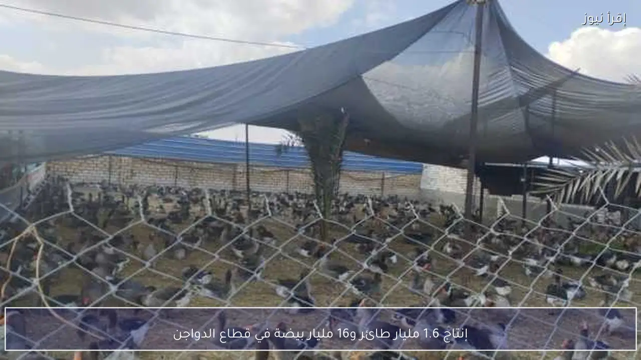 إنتاج 1.6 مليار طائر و16 مليار بيضة في قطاع الدواجن