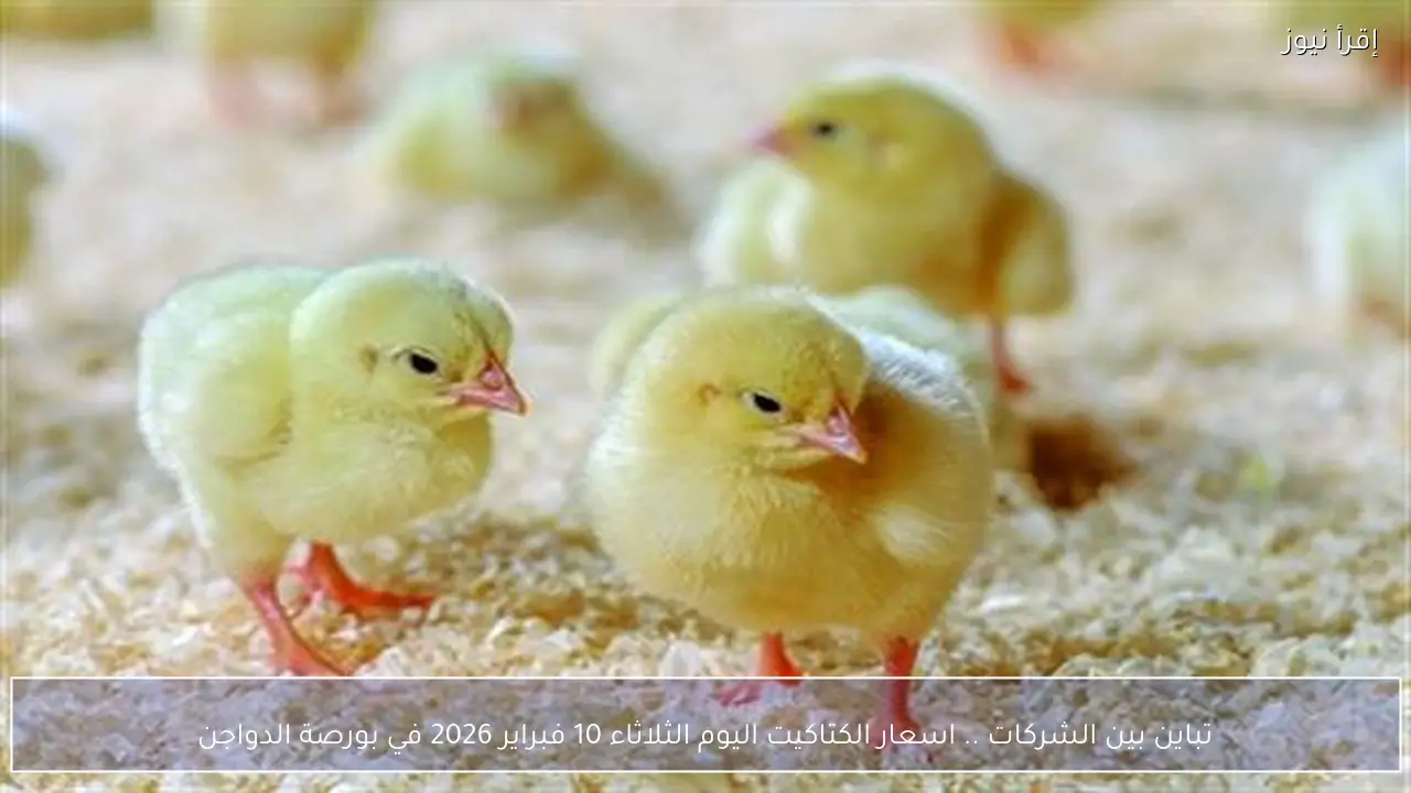 تباين بين الشركات .. اسعار الكتاكيت اليوم الثلاثاء 10 فبراير 2026 في بورصة الدواجن