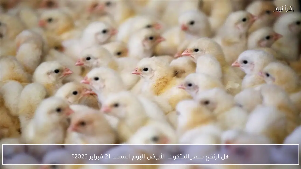 هل ارتفع سعر الكتكوت الأبيض اليوم السبت 21 فبراير 2026؟