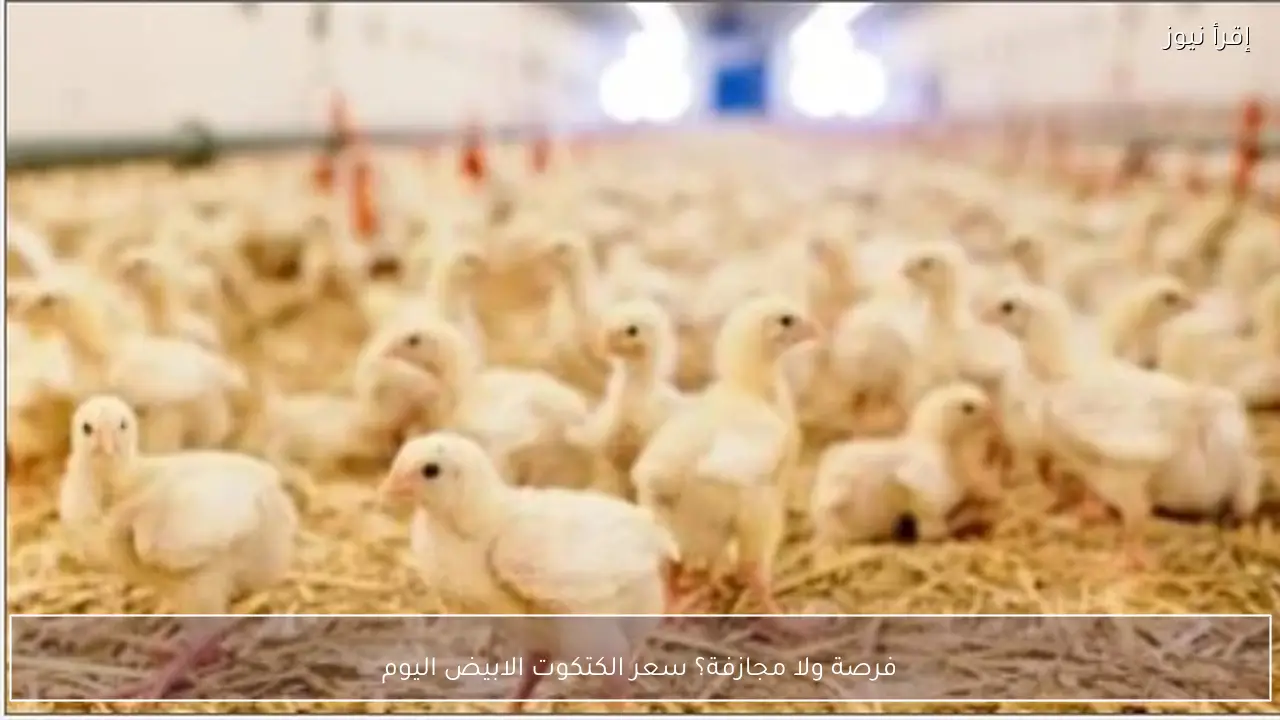 فرصة ولا مجازفة؟ سعر الكتكوت الابيض اليوم في الاسواق والشركات الكبري