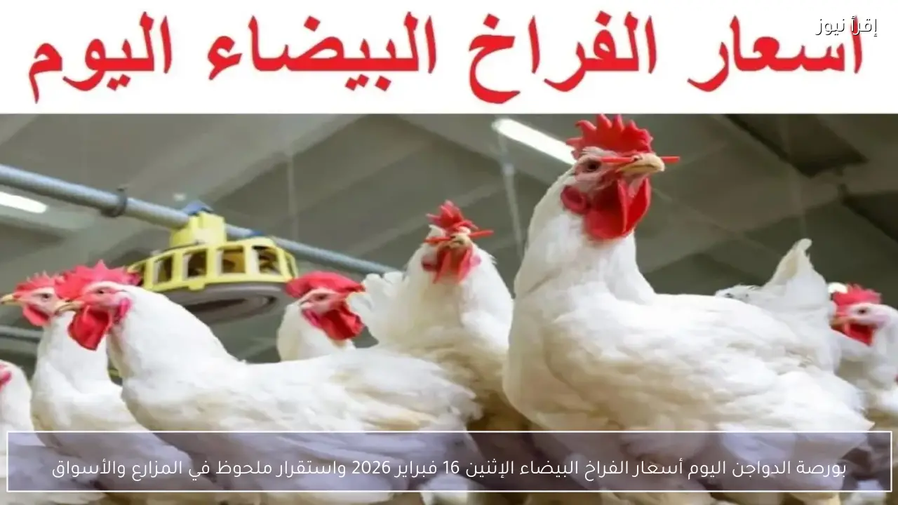 بورصة الدواجن اليوم أسعار الفراخ البيضاء الإثنين 16 فبراير 2026 واستقرار ملحوظ في المزارع والأسواق