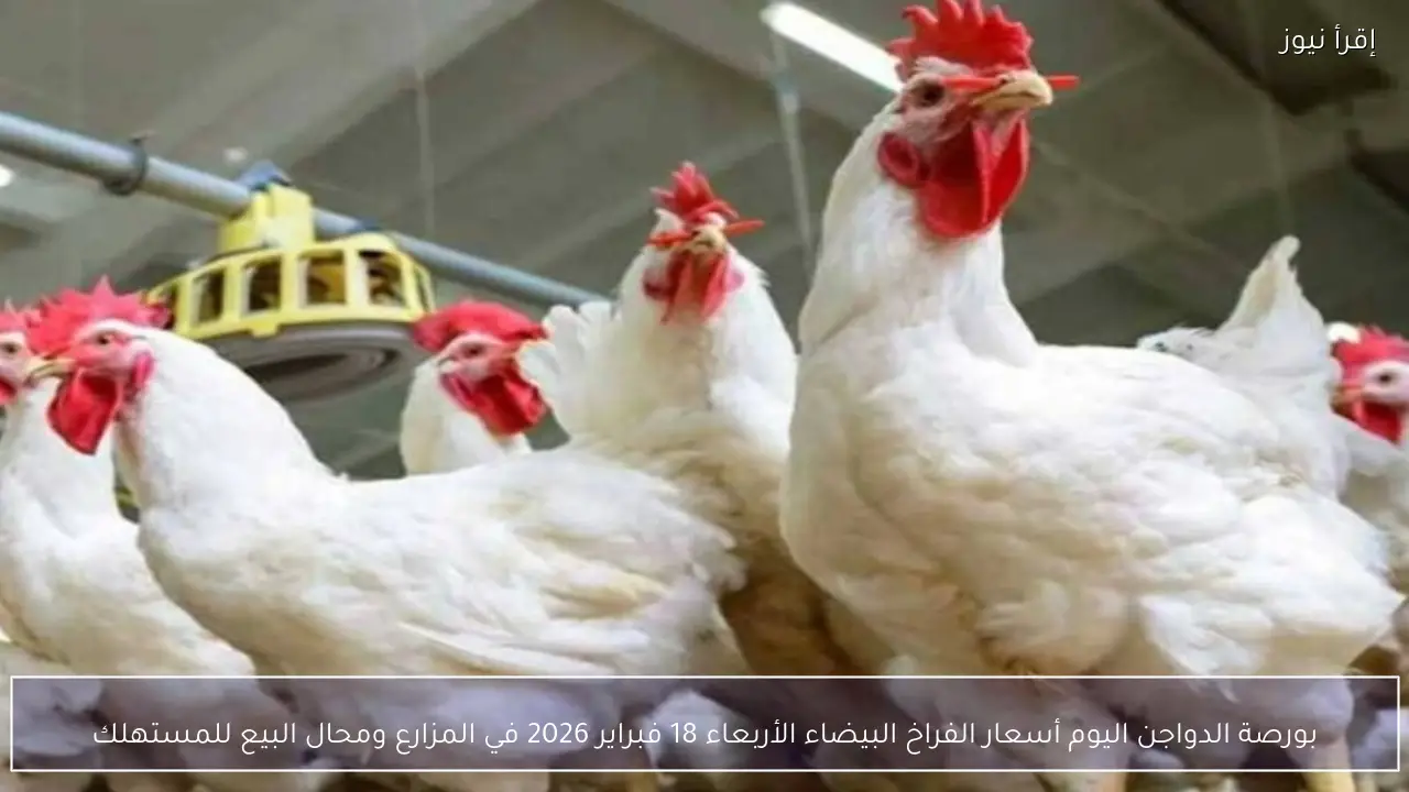 بورصة الدواجن اليوم أسعار الفراخ البيضاء الأربعاء 18 فبراير 2026 في المزارع ومحال البيع للمستهلك