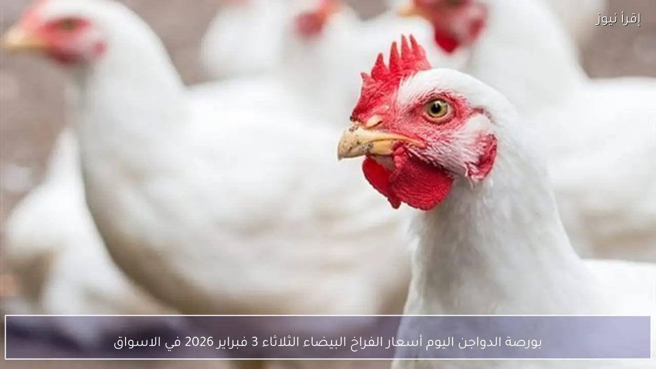 بورصة الدواجن اليوم أسعار الفراخ البيضاء الثلاثاء 3 فبراير 2026 في الاسواق