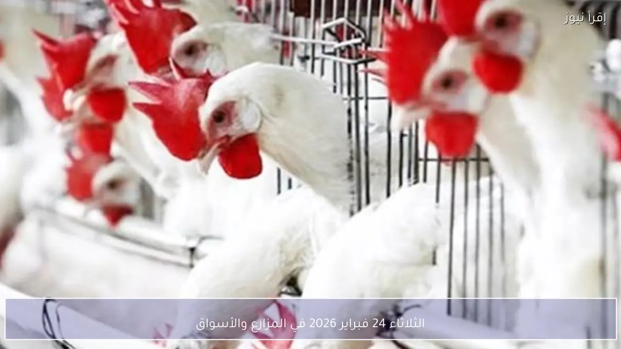 بورصة الدواجن اليوم أسعار الفراخ البيضاء الثلاثاء 24 فبراير 2026 في المزارع والأسواق
