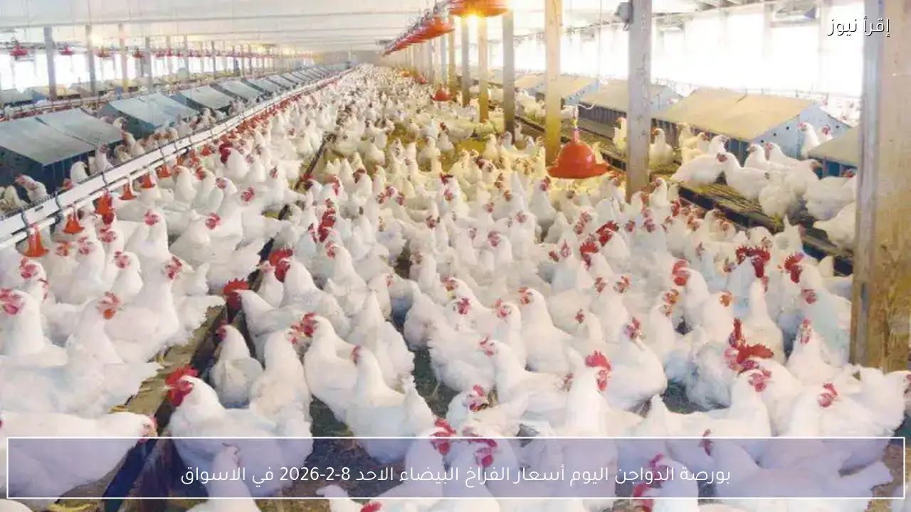 بورصة الدواجن اليوم أسعار الفراخ البيضاء الاحد 8-2-2026 في الاسواق
