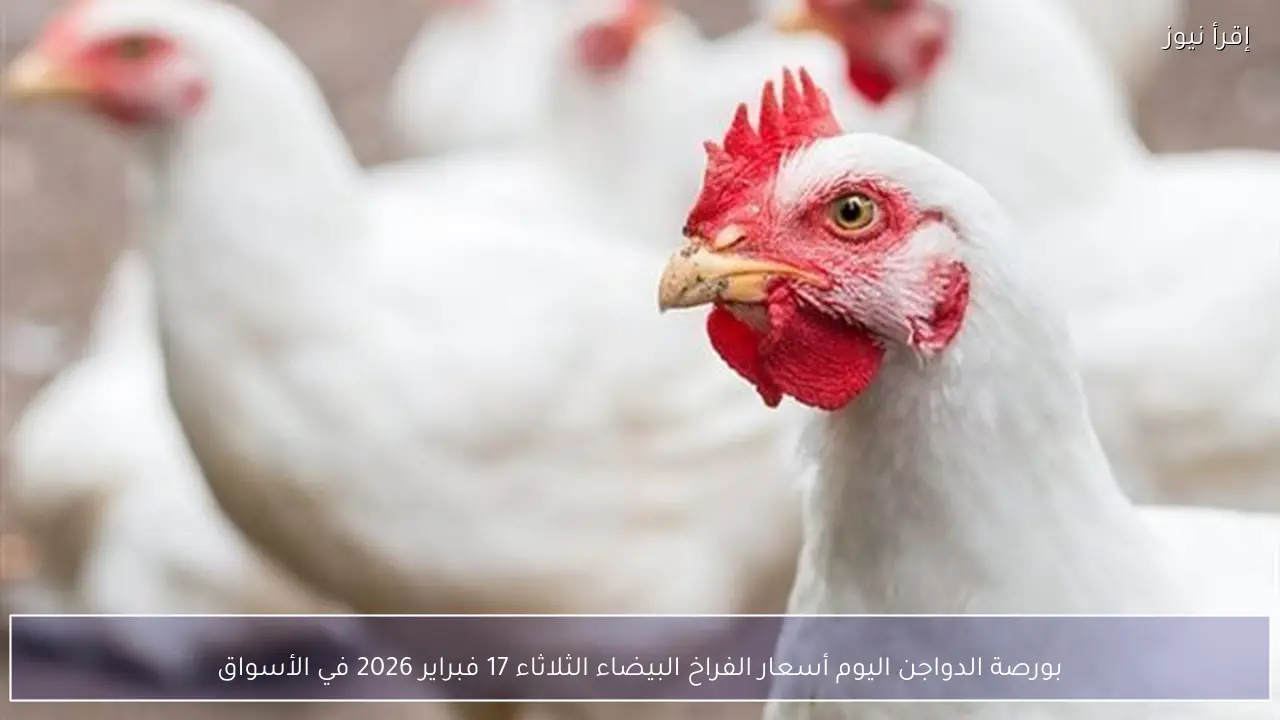 بورصة الدواجن اليوم أسعار الفراخ البيضاء الثلاثاء 17 فبراير 2026 في الأسواق