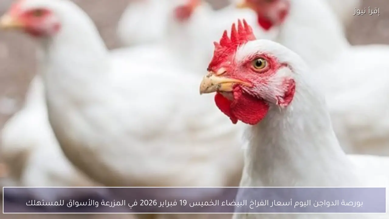 بورصة الدواجن اليوم أسعار الفراخ البيضاء الخميس 19 فبراير 2026 في المزرعة والأسواق للمستهلك