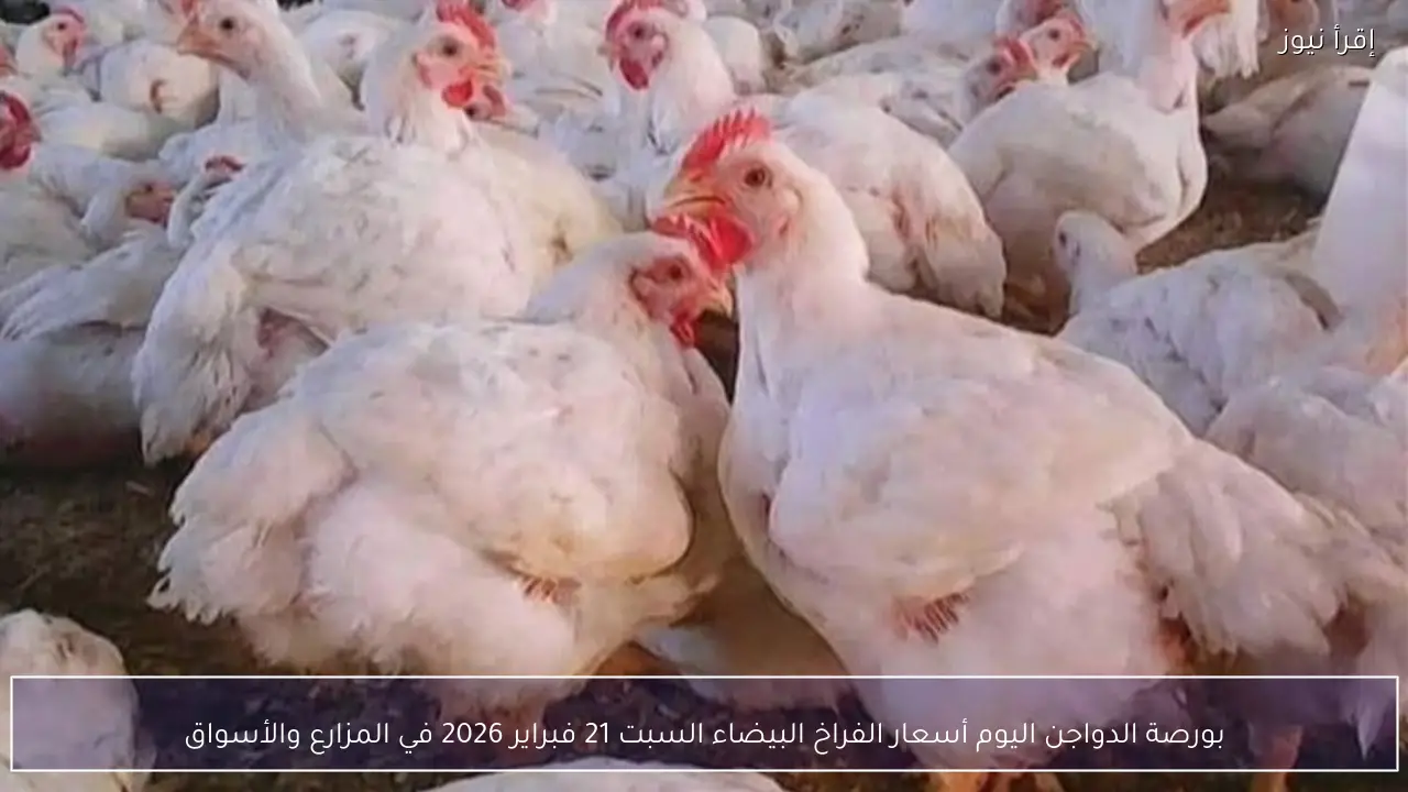 بورصة الدواجن اليوم أسعار الفراخ البيضاء السبت 21 فبراير 2026 في المزارع والأسواق
