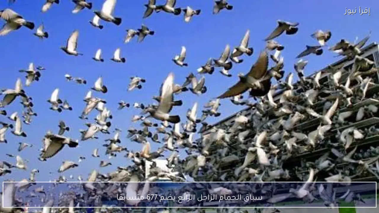 سباق الحمام الزاجل الرابع يضم 677 متسابقا