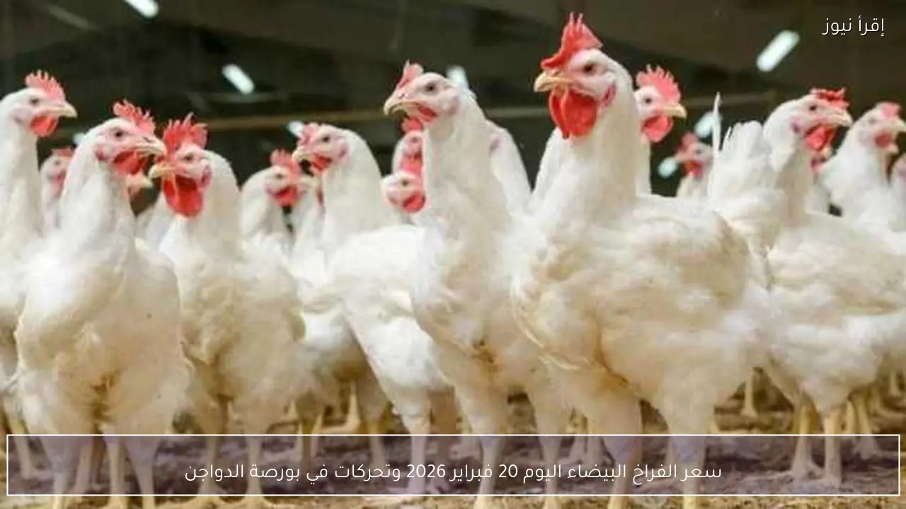 سعر الفراخ البيضاء اليوم 20 فبراير 2026 وتحركات في بورصة الدواجن