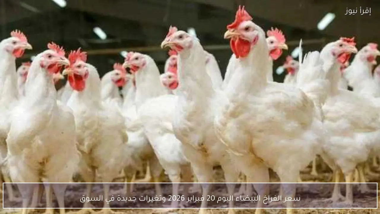 سعر الفراخ البيضاء اليوم 20 فبراير 2026 وتغيرات جديدة في السوق