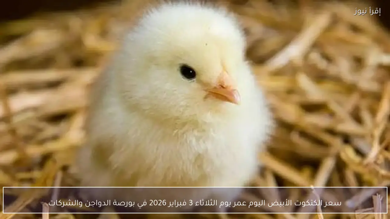 سعر الكتكوت الأبيض اليوم عمر يوم الثلاثاء 3 فبراير 2026 في بورصة الدواجن والشركات