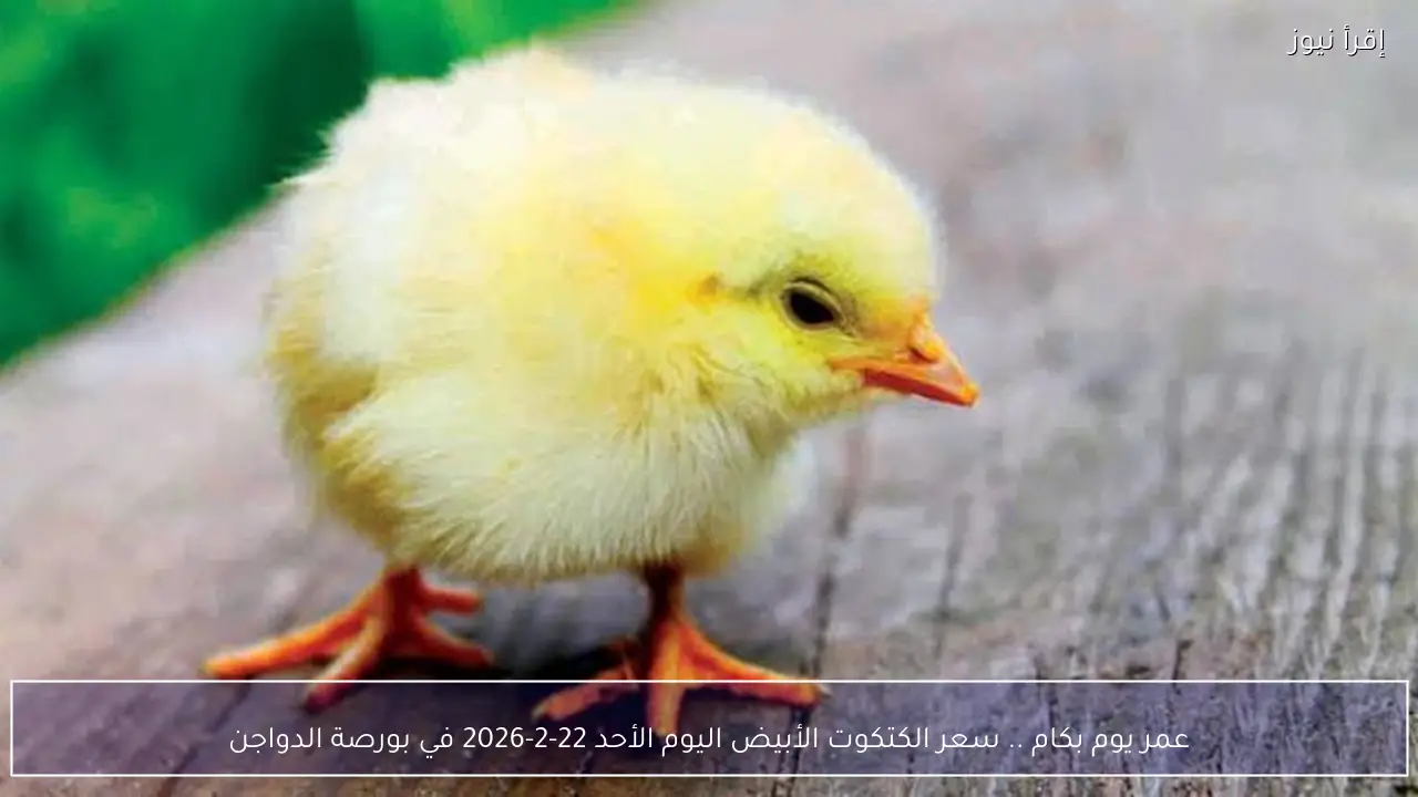 عمر يوم بكام .. سعر الكتكوت الأبيض اليوم الأحد 22-2-2026 في بورصة الدواجن