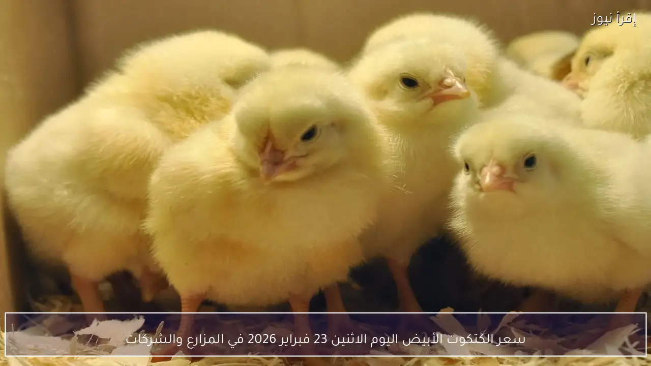 سعر الكتكوت الأبيض اليوم الاثنين 23 فبراير 2026 في المزارع والشركات