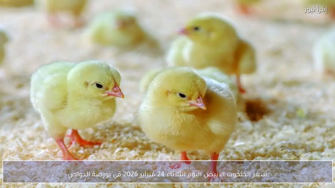 سعر الكتكوت الأبيض اليوم الثلاثاء 24 فبراير 2026 داخل الأسواق المحلية وبورصة الدواجن