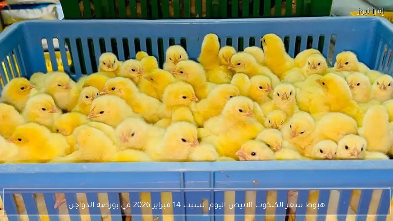 هبوط سعر الكتكوت الابيض اليوم السبت 14 فبراير 2026 في بورصة الدواجن