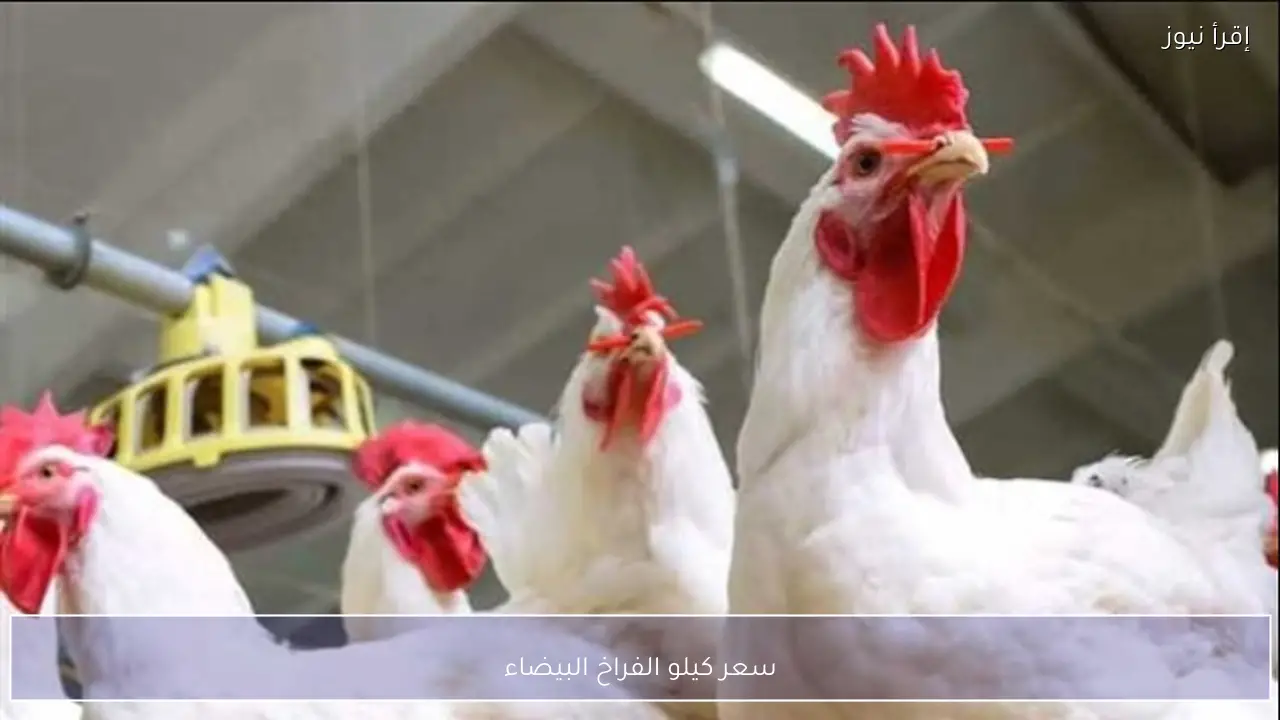 سعر كيلو الفراخ البيضاء بين المزرعة والسوق.. مفاجأة في هامش الربح