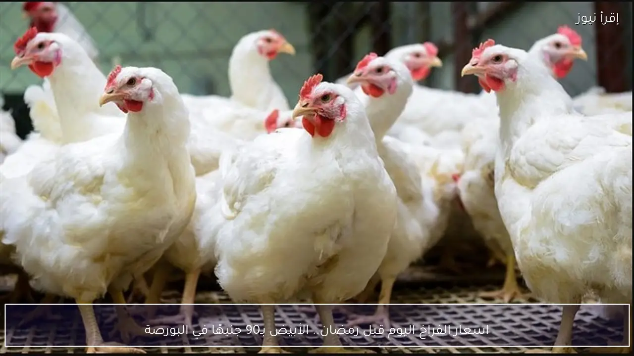 اسعار الفراخ اليوم قبل رمضان.. الأبيض بـ90 جنيهًا في البورصة