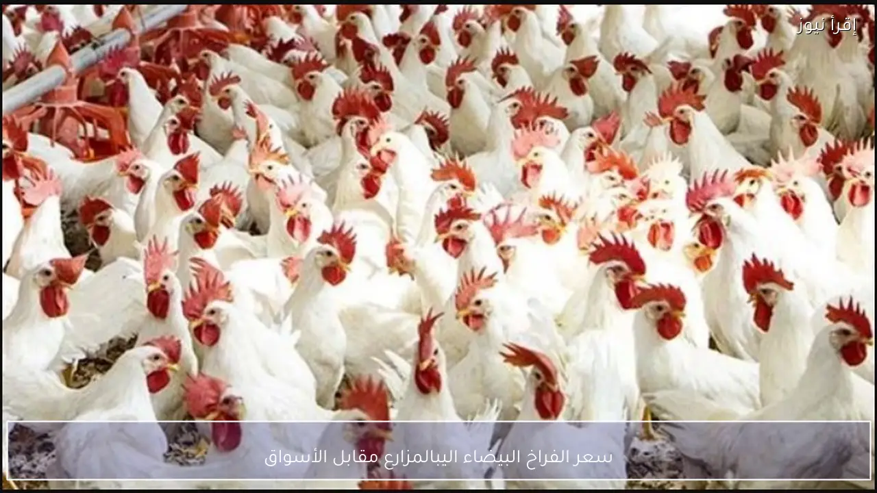 سعر الفراخ البيضاء اليوم 19-2-2026 بالمزارع مقابل الأسواق