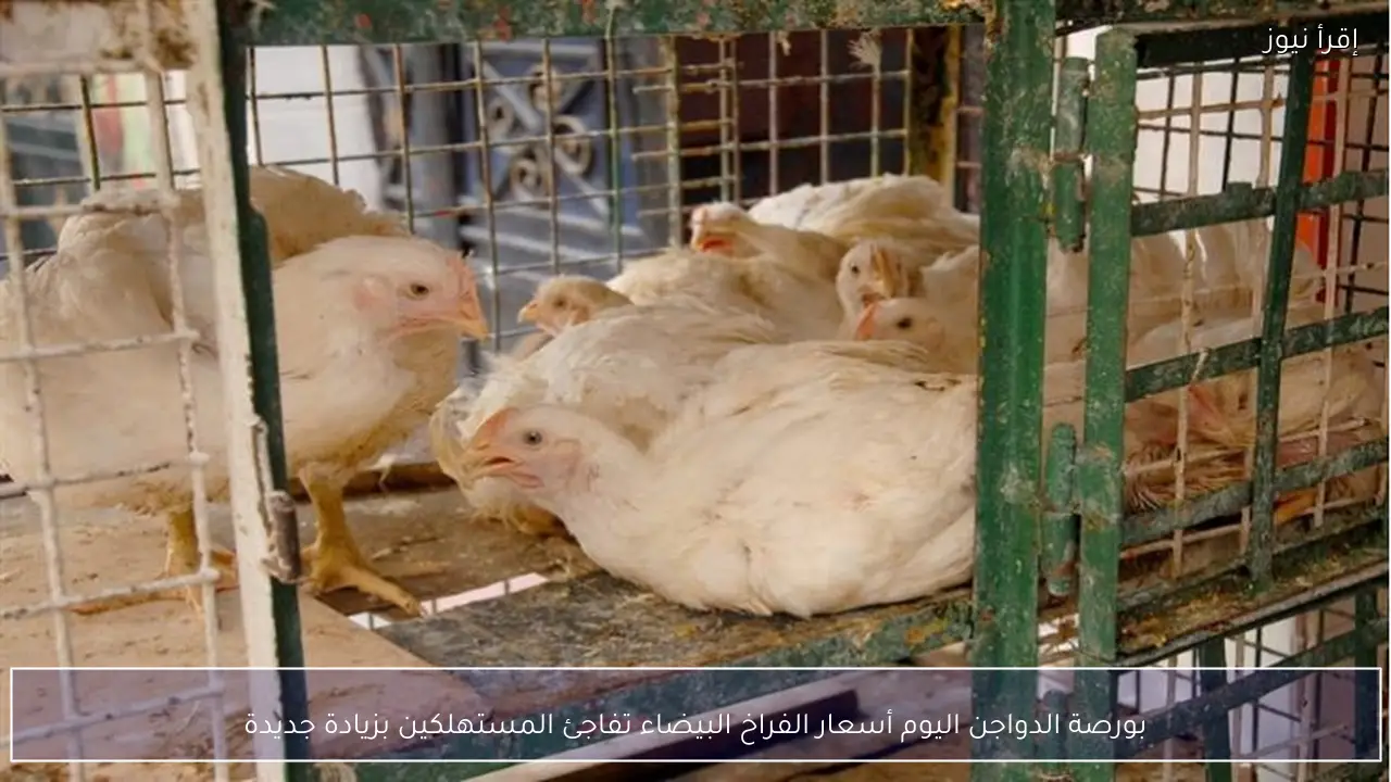 بورصة الدواجن اليوم أسعار الفراخ البيضاء تفاجئ المستهلكين بزيادة جديدة