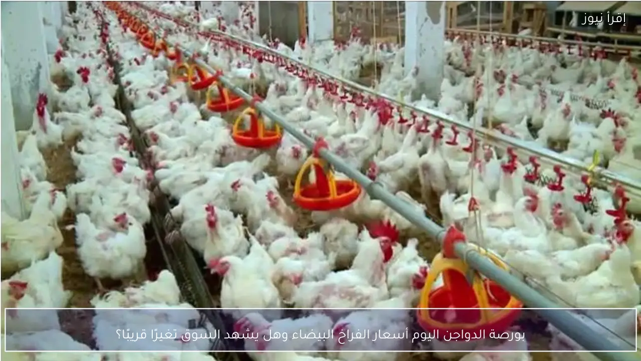 بورصة الدواجن اليوم أسعار الفراخ البيضاء وهل يشهد السوق تغيرًا قريبًا؟