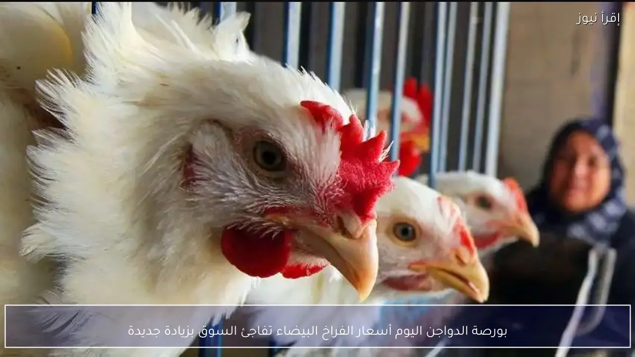 بورصة الدواجن اليوم أسعار الفراخ البيضاء تفاجئ السوق بزيادة جديدة