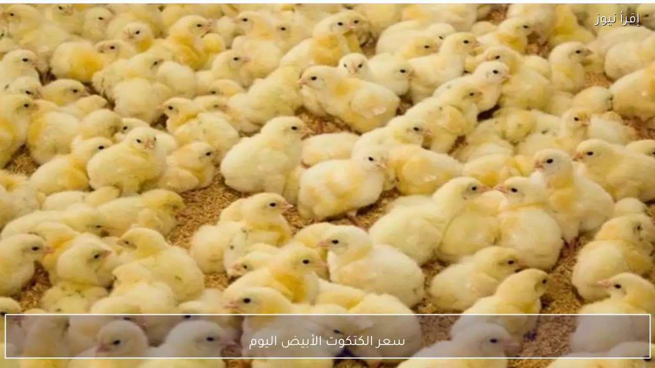 استعدادًا لعيد الفطر.. سعر الكتكوت الأبيض اليوم الخميس 19 فبراير 2026 في الاسواق
