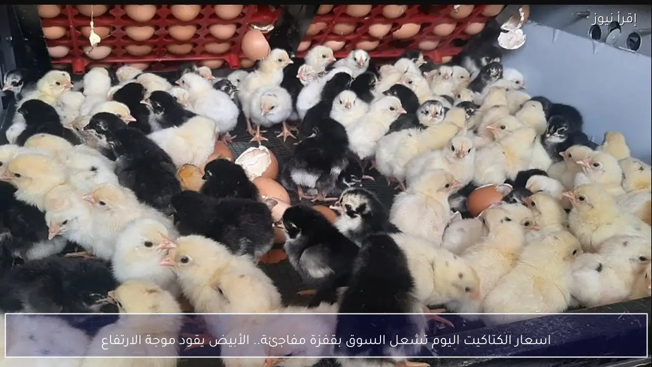 اسعار الكتاكيت اليوم تشعل السوق بقفزة مفاجئة.. الأبيض يقود موجة الارتفاع