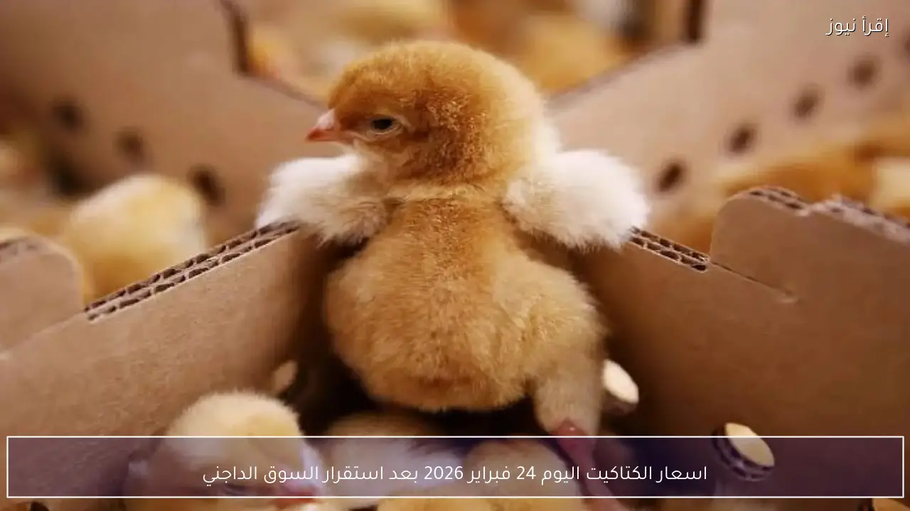 اسعار الكتاكيت اليوم 24 فبراير 2026 بعد استقرار السوق الداجني