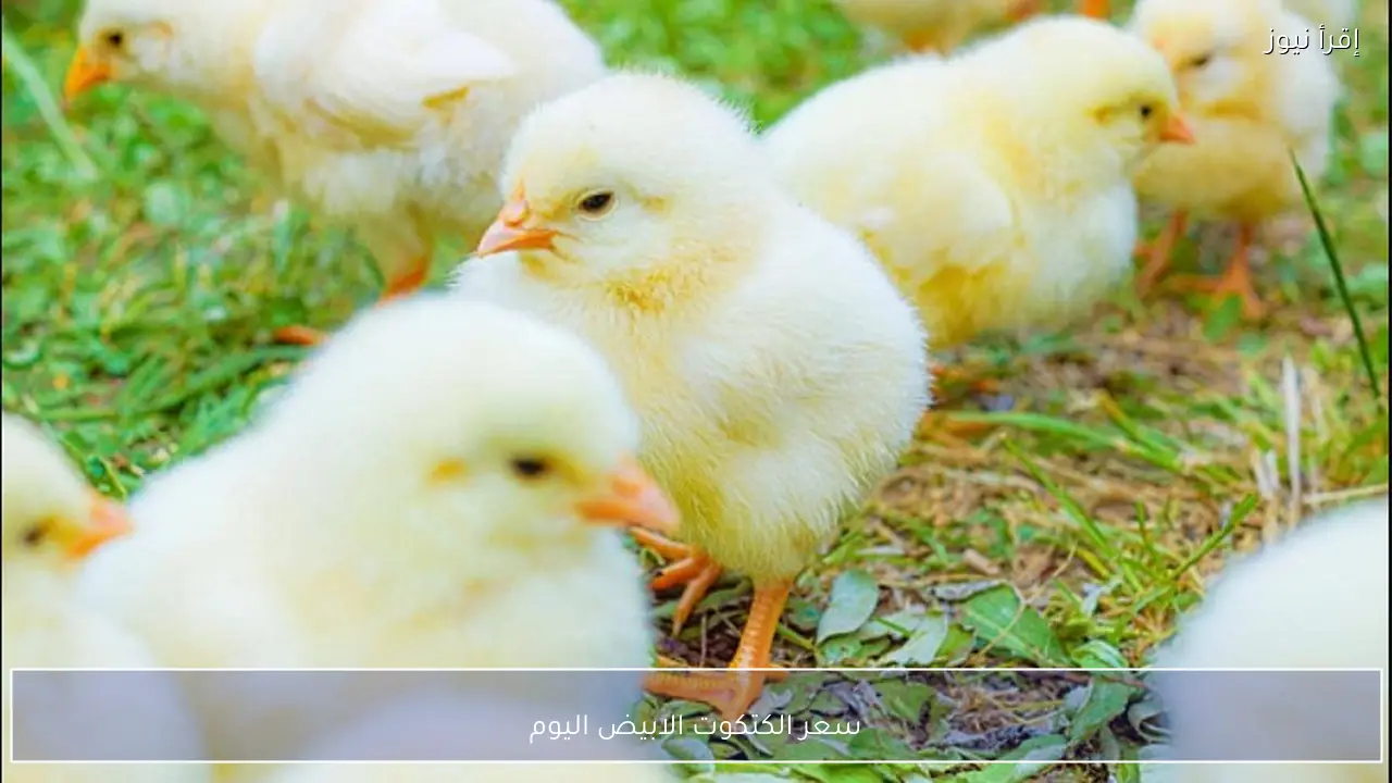 سعر الكتكوت الأبيض اليوم .. انخفاضات وارتفاعات في بورصة الشركات